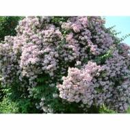 Саженец кольвиции очаровательной Pink cloud в контейнере