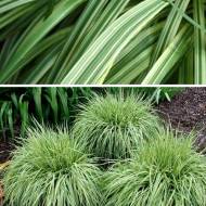 Саженец голубой молинии Variegata в контейнере