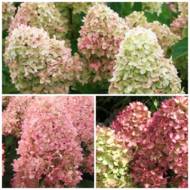 Саженец гортензии метельчатой ​​Magical Candle в контейнере