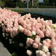 Саджанець Гортензія волотиста (метельчаста) Magical Sweet Summer в контейнері