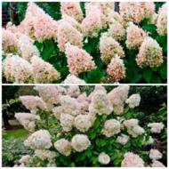 Саженец гортензии метельчатой ​​Magical Sweet Summer в контейнере