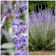 Саженец перовскии Silvery Blue в контейнере