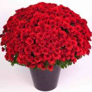 Саджанець Хризантема мультифлора червона в контейнері