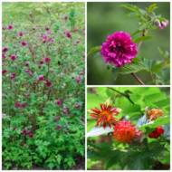 Саджанець Малина spectabilis Fore pleno в контейнері