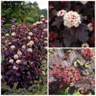 Саженец пузыреплодника калинолистного Shuch в контейнере