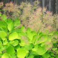 Саженец скумпии Голден Спирит в контейнере