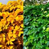 Саджанець Виноград дівочий Yеllow Wall в контейнері