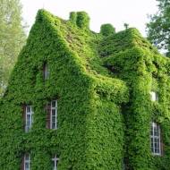 Саженец винограда девичьего Вичи в контейнере