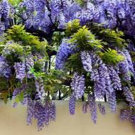 Саженец фиолетовой глицинии в контейнере