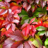 Саженец винограда девичьего в контейнере