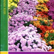 Хризантемы