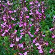 Саджанець Дубровник в контейнері