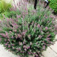 Саженец дубровника в контейнере