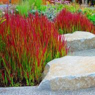 Саджанець Імперата Red baron в контейнері