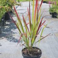 Саженец императы Red baron в контейнере