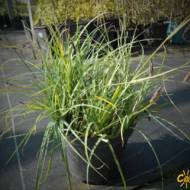 Саженец осоки флакка в контейнере