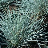 Саженец овсяницы сизой в контейнере