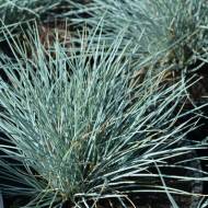 Саженец овсяницы сизой в контейнере