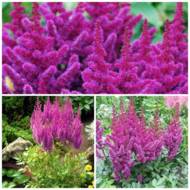 Саджанець Астильба Purpurkerze в контейнері