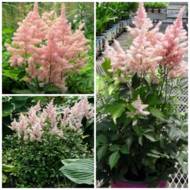 Саженец астильбы Peach Blossom в контейнере