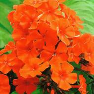 Флокс Оrange Perfection в контейнері