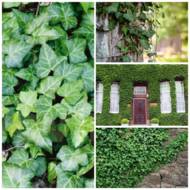 Саджанець Плющ звичайний в контейнері