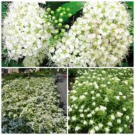 Саджанець Спірея японська Albiflora в контейнері
