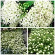 Саженец спиреи японской Albiflora в контейнере