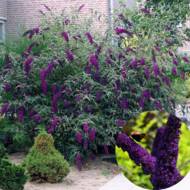 Саджанець Будлея Black Knight в контейнері