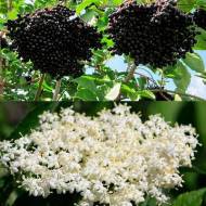 Саженец бузины Хашберг в контейнере