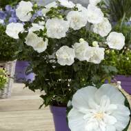 Саженец гибискуса сирийского White Chifffon в контейнере