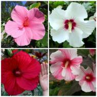 Саженец гибискуса травянистого (в ассортименте) в контейнере