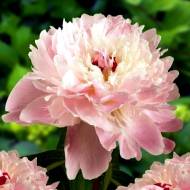 Півонія Alertie в контейнері