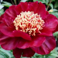 Півонія Nippon Beauty в контейнері