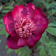 Саженец пиона Nippon Beauty в контейнере