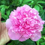 Півонія Amabilis в контейнері