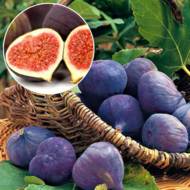 Інжир Кримський чорний