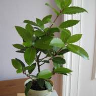 Лавр благородный