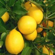 Лимон Мейера