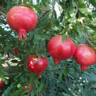 Саджанець Гранат Ак-Дона в контейнері