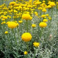 Саженец сантолины Грей в контейнере