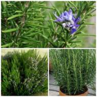 Саженец розмарина в контейнере