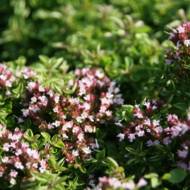 Саженец душицы обыкновенной (орегано) в контейнере