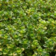 Саженец тимьяна (чабреца) лимонного в контейнере