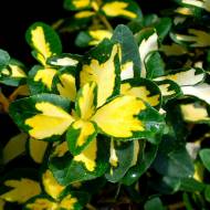 Саджанець Бересклет Форчуна Sunspot в контейнері