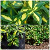 Саженец бересклета Форчуна Sunspot в контейнере