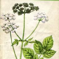 Дикі їстівні рослини України.