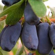 Саджанець Жимолость їстівна Хоней бі (Медова бджілка) в контейнері