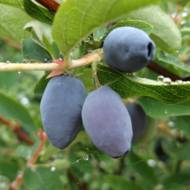 Саженец Жимолость съедобная Хоней Би (Медовая пчелка) в контейнере