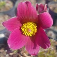 Саджанець Сон-трава Red в контейнері